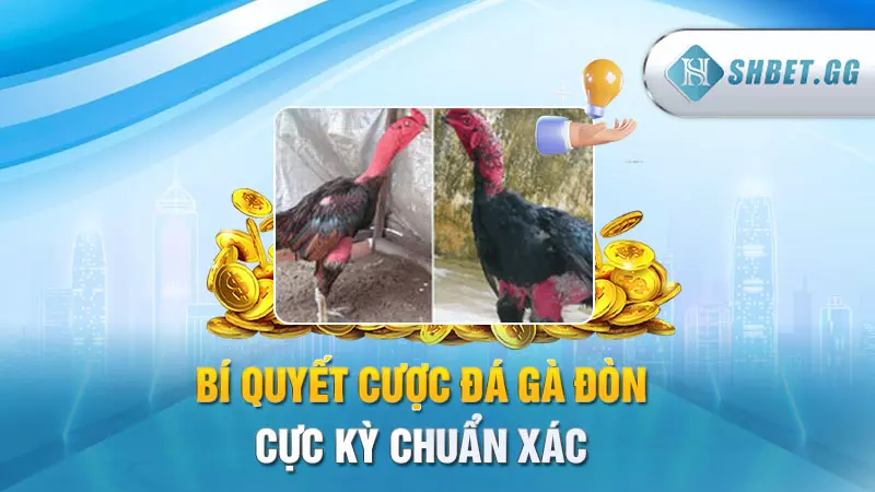 Đá gà đòn kịch tính - Cập nhật thuật ngữ kê trường 7 Bí quyết cược đá gà đòn cực kỳ chuẩn xác