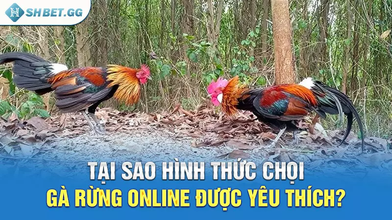 Chọi gà rừng là gì và bí quyết cược luôn thắng 4 Tại sao hình thức chọi gà rừng online được yêu thích?